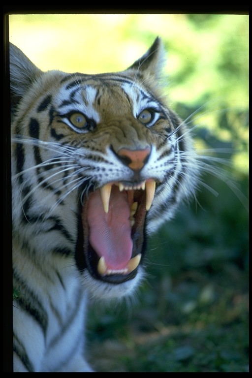 Siberian Tiger .jpg